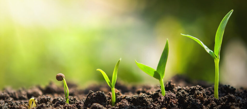 About Liveseed project